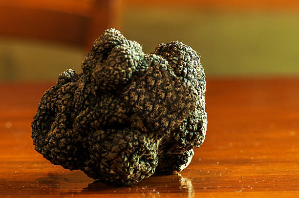 Mushroom of truffle