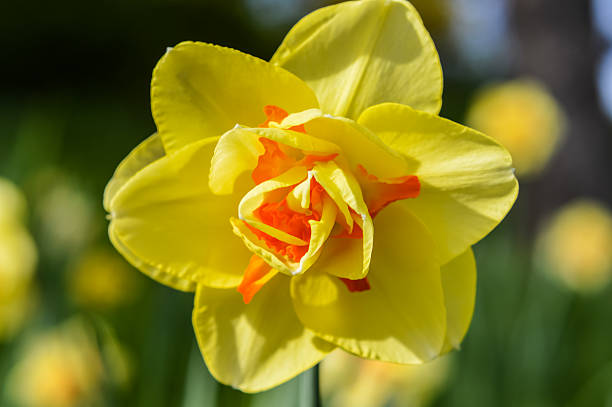 narcissus'tahiti'eine doppelte narzisse hybrid-vorderansicht - spring paperwhite narcissus flower temperate flower stock-fotos und bilder