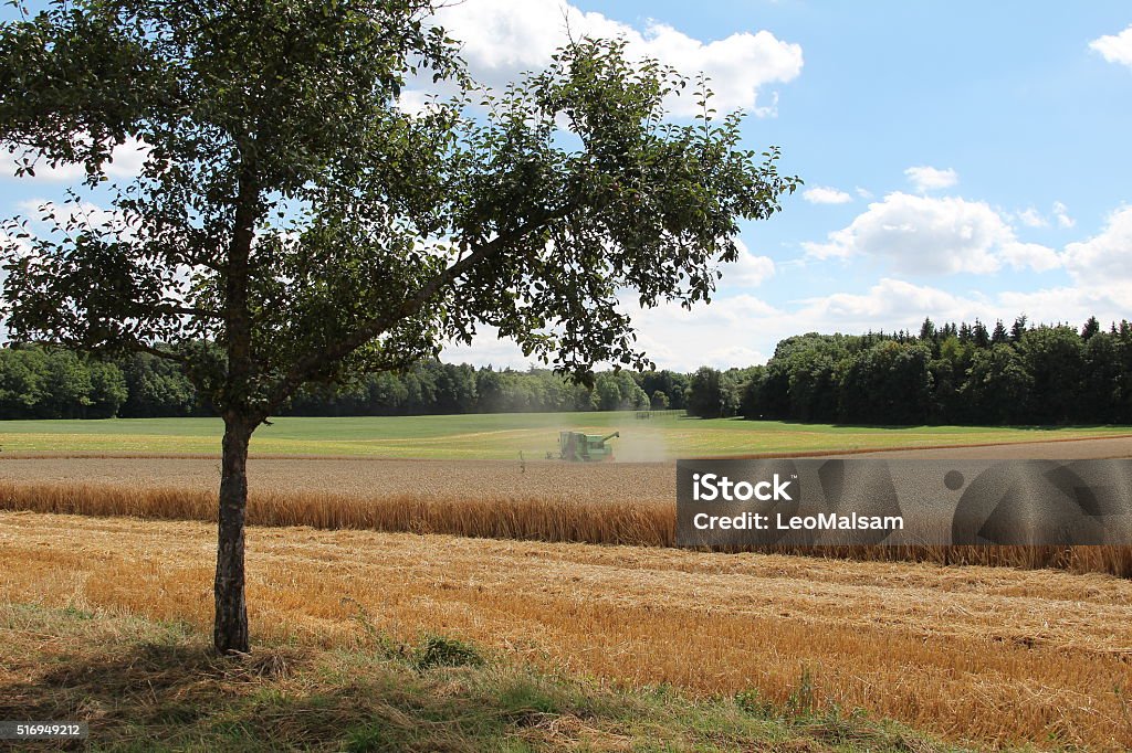 Harvester at Work Harvester at Work. Green harvester working in a wheat field. Agricultural Field Stock Photo