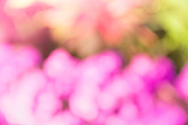 istock blurred pink flower garden 516949508
