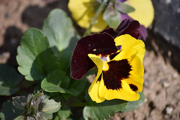 istock Purple and yellow pansy 516949738