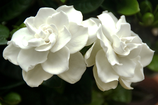 Beautiful white gardenia-flower on dark green glossy foliage. National flower of Pakistan.