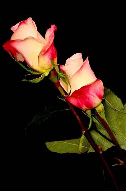 istock Pink and Yellow Roses 516950497