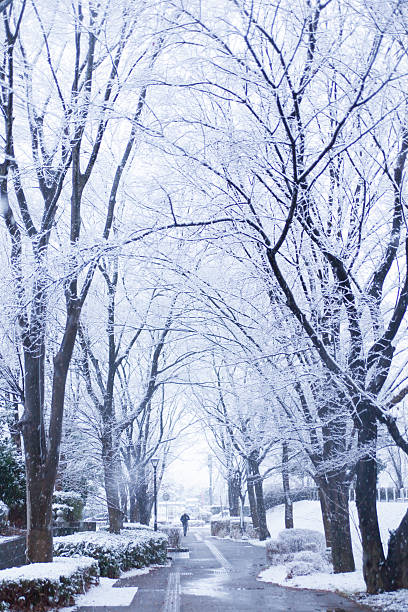 istock Snow, snow scene, covered with snow in Japan 516950677