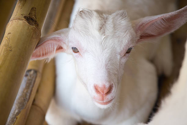 istock white baby goat face with bamboo fence 516951342
