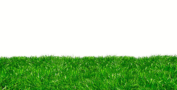 istock Green lawn against white background 516952058