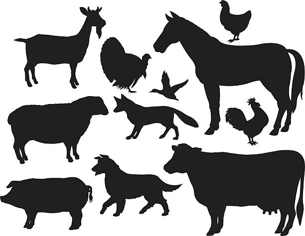 농장 동물은-호스, 소, 돼지, 염소, 폭스, 치킨, 루스터 - sheepdog dog sheep border collie stock illustrations