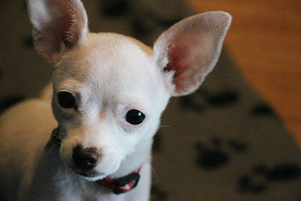 istock Chihuahua cute white face puppy 516953066