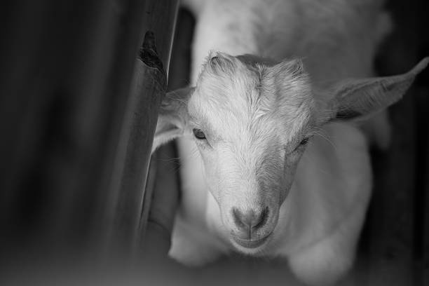 istock white baby goat face  in monotone 516953346