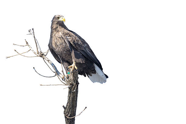 isolierte adler landung auf einem baum branch - white headed eagle stock-fotos und bilder