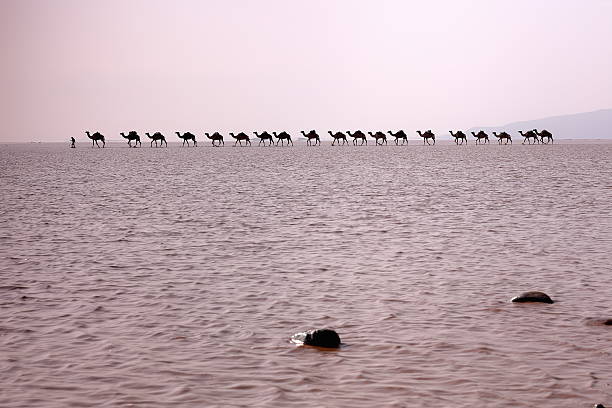 Afar herder leads caravans of dromedaries from Hamed Ale hamlet to Lake Assale saltern to load salt blocks and transport them to market in Berahile town through Danakil desert. Afar region-Ethiopia.