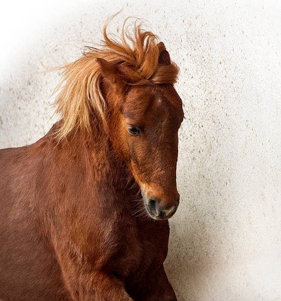 istock red chestnut pony portrait 516954810