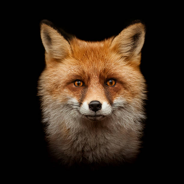 red fox face isolated on black red fox face isolated on black background fox photos stock pictures, royalty-free photos & images