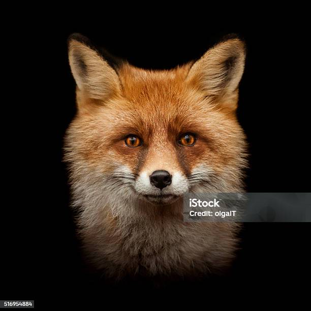 Red Fox Face Isolated On Black Stock Photo - Download Image Now - Fox, Cut Out, Black Color