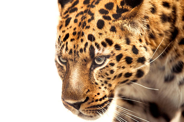 istock head of leopard isolated on white 516954918