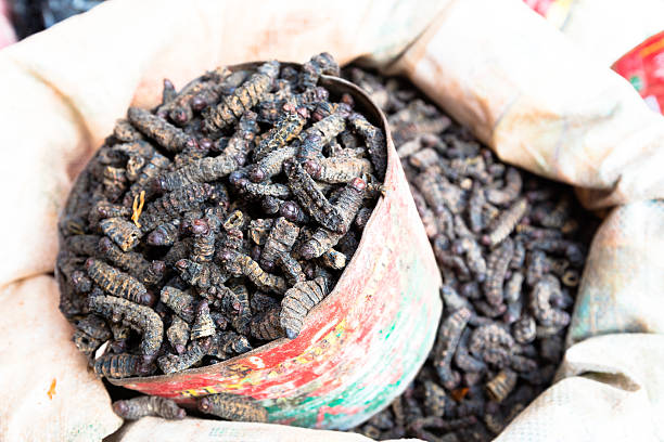 istock Smoked silkworms, Burkina Faso 516955252