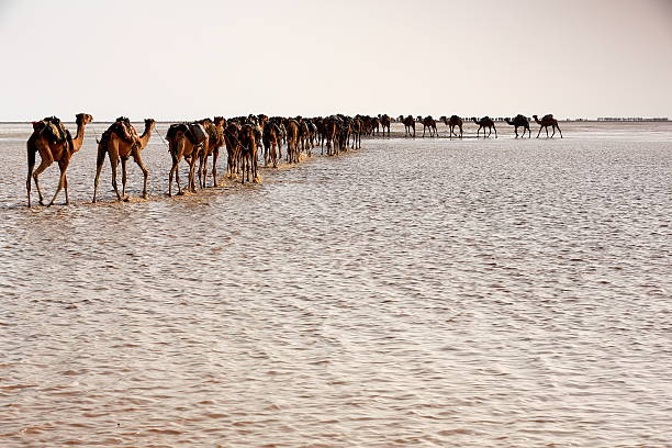 Afar herders lead caravans of dromedaries from Hamed Ale hamlet to Lake Assale saltern to load salt blocks and transport them to market in Berahile town through Danakil desert. Afar region-Ethiopia.