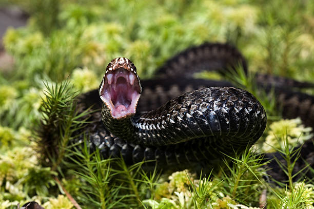 l'attaque. - snake adder viper reptile photos et images de collection