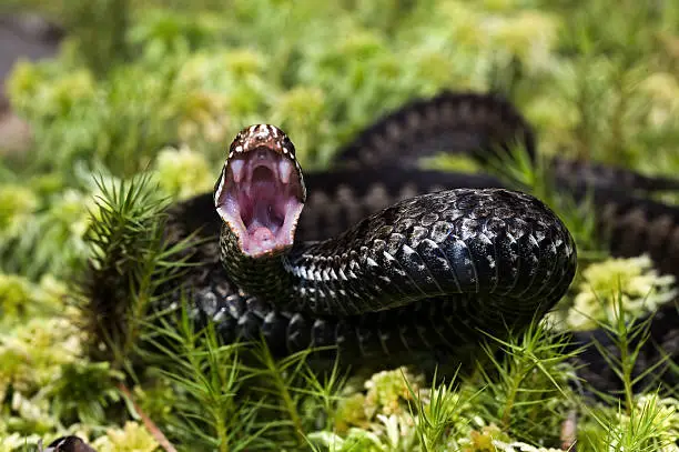 Vipera berus, the common European adder or common European viper, is a venomous viper species that is extremely widespread.