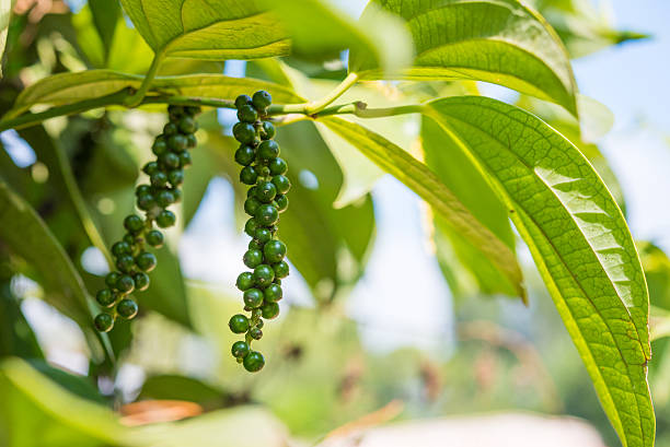 Unripe black pepper Unripe black pepper - plant with green berries and leaves (Kumily, Kerala, India). black peppercorn photos stock pictures, royalty-free photos & images