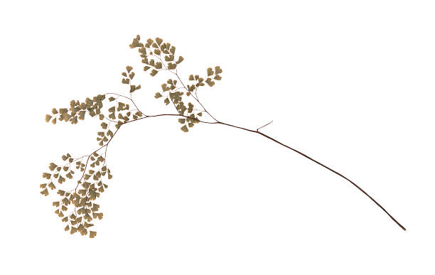 kuvapankkikuvat ja rojaltivapaat kuvat aiheesta antiikkipuristettua neitokarvasania - kuivattu kasvi