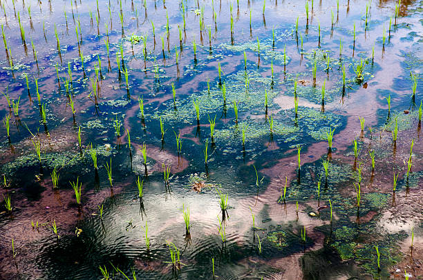 Rice terraces full of water and bush green rice on Bali island. Indonesia
