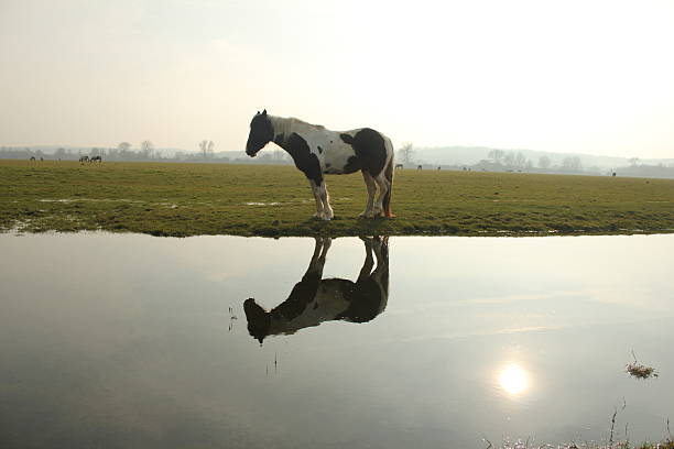 istock Horse and its reflection by water 516958792