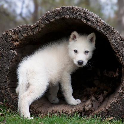 Young, grey wolf pup climbing into a hollowed log, then, looking over its shoulder. Square image.