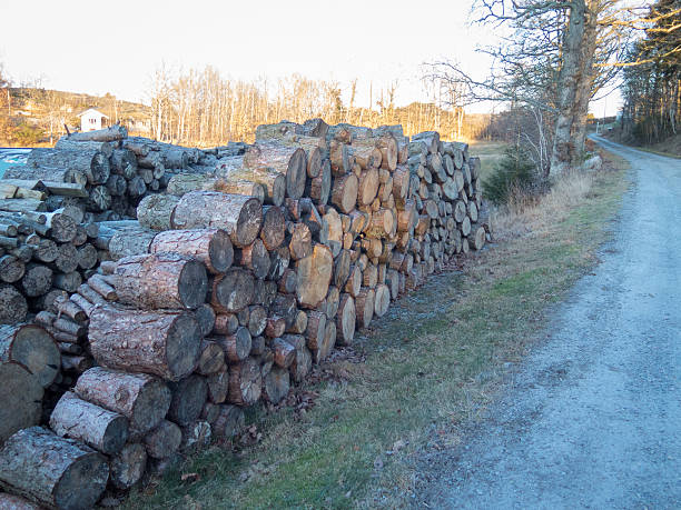 istock some stock from the tree that will be firewood 516960796