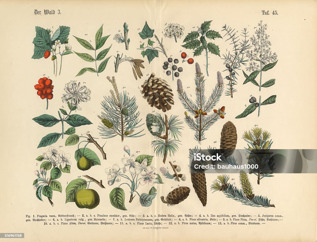 Forest and Fruit Trees and Plants, Victorian Botanical Illustration - Royalty-free Botanik Stock Illustration