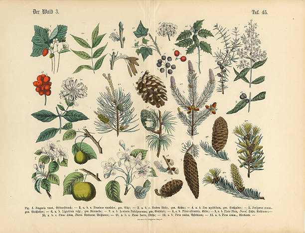 Forest and Fruit Trees and Plants, Victorian Botanical Illustration Very Rare, Beautifully Illustrated Antique Engraved Victorian Botanical Illustration of Forest and Fruit Trees and Plants: Plate 45, from The Book of Practical Botany in Word and Image (Lehrbuch der praktischen Pflanzenkunde in Wort und Bild), Published in 1886. Copyright has expired on this artwork. Digitally restored. pine tree illustrations stock illustrations