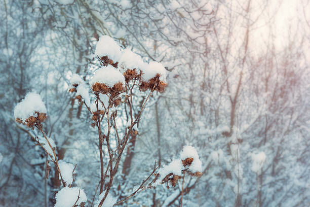 istock Wild flowers in winter 516961160