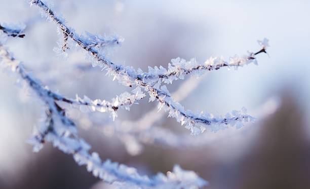 istock Hoarfrost on tree branch in close up. 516962322