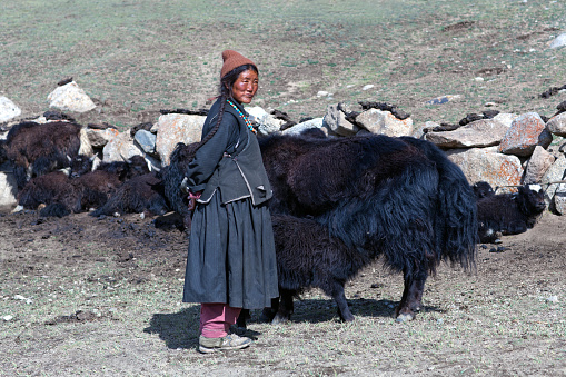 Ladakh, India - June 15, 2012: Tibetan nomadic woman in national clothes herding yak in Jammu and Kashmir, North India