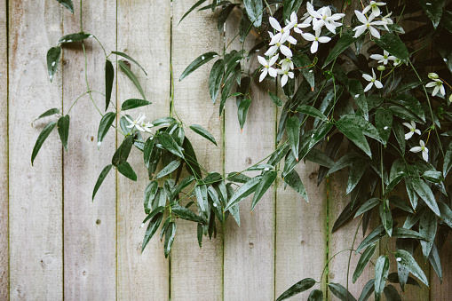 An image with much copy space showing vines creating a nice frame or boarder around a wooden fence texture.