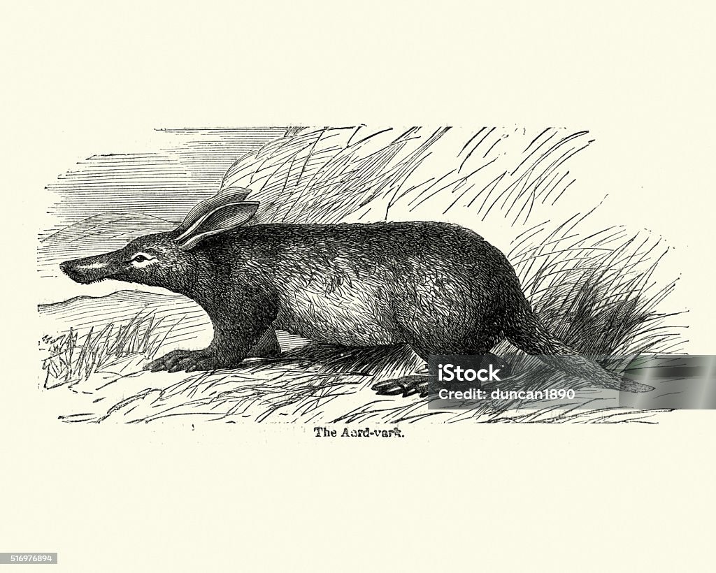 Aardvark Orycteropus Afer Stock Illustration - Download Image Now -  Aardvark, Animal, Animal Themes - iStock