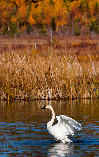 white swan 1 stock photo