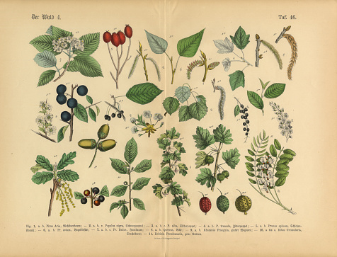 Very Rare, Beautifully Illustrated Antique Engraved Victorian Botanical Illustration of Forest and Fruit Trees and Plants: Plate 45, from The Book of Practical Botany in Word and Image (Lehrbuch der praktischen Pflanzenkunde in Wort und Bild), Published in 1886. Copyright has expired on this artwork. Digitally restored.