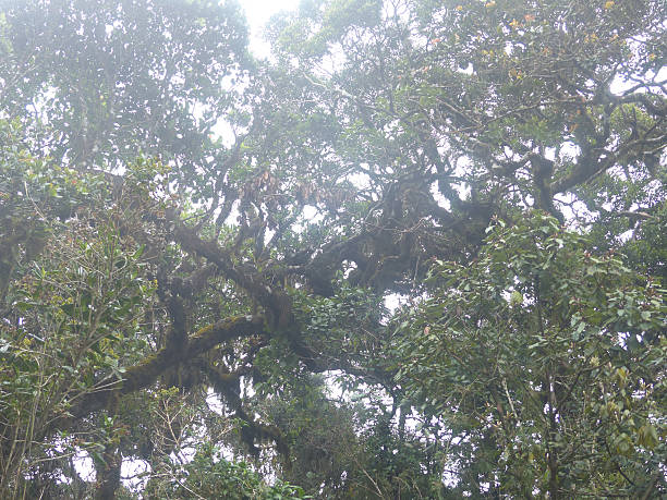istock Horton Plains- Unesco world heritage 516977012