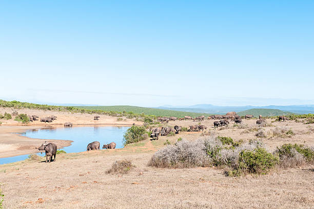 mandria di bufalo africano e un elefante - addo elephant national park foto e immagini stock