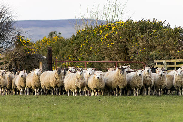istock herd of sheep by fence 516978898
