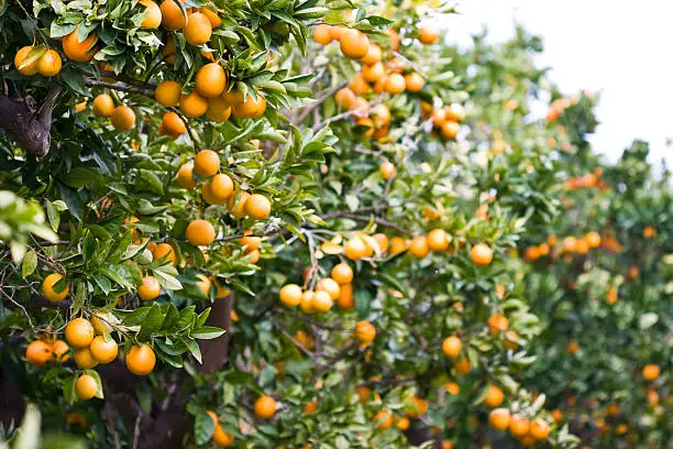 Tree raw in organic orange orchard in Sicily island, Italy. The image was shot in February, during the peak of orange picking. The tarocco variety of the orange fruit.