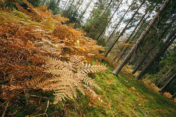 istock Autumn forest. Dry yellow fern on foreground 516979218