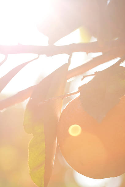 orange fruit in sunset