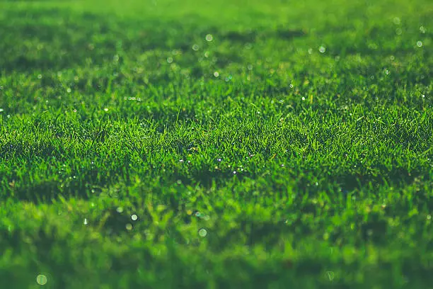 Photo of Green grass on sunny meadow morning sparkling dew water drops