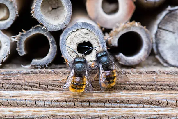 Photo of Solitary bees