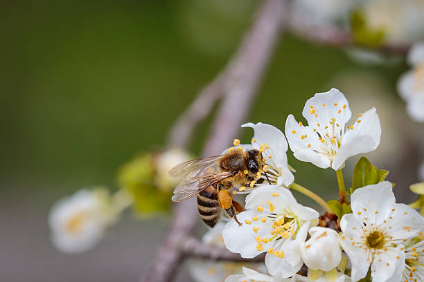 istock Bee on a spring flower collecting pollen and nectar 516979992