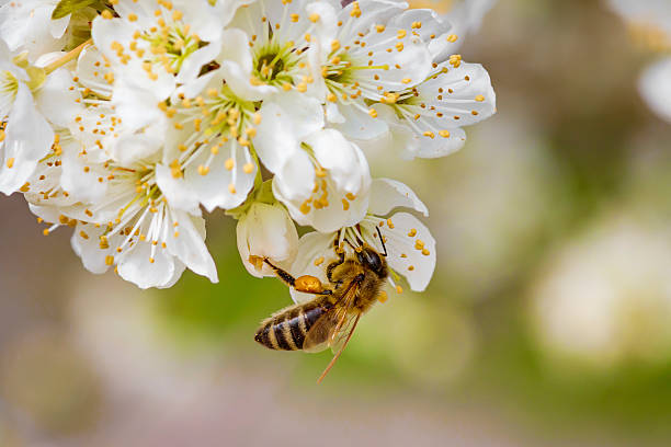 istock Bee on a spring flower collecting pollen and nectar 516980064