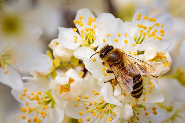 istock Bee on a spring flower collecting pollen and nectar 516980178