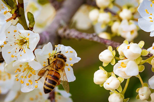 istock Bee on a spring flower collecting pollen and nectar 516980282